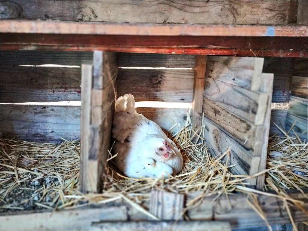 Chicken sitting in coop covered in straw, laying an egg.
